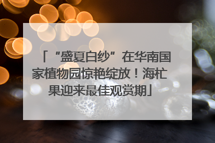 “盛夏白纱”在华南国家植物园惊艳绽放！海杧果迎来最佳观赏期