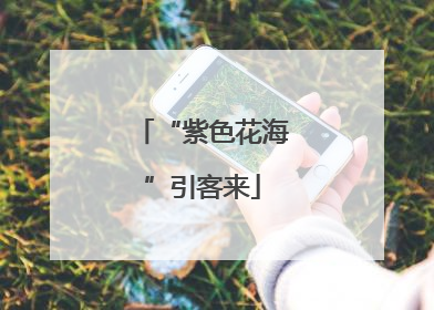 “紫色花海”引客来
