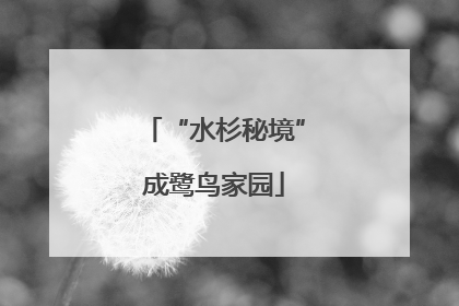 “水杉秘境”成鹭鸟家园