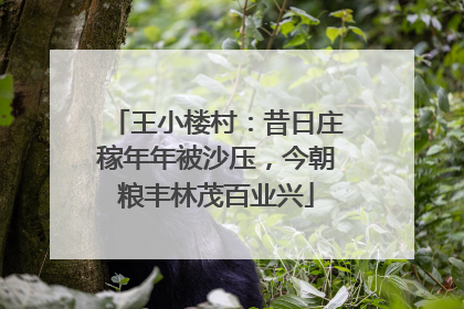 王小楼村：昔日庄稼年年被沙压，今朝粮丰林茂百业兴