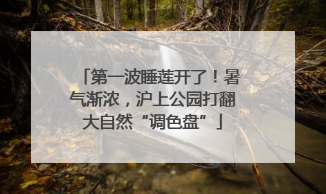 第一波睡莲开了！暑气渐浓，沪上公园打翻大自然“调色盘”