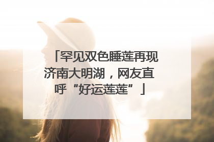 罕见双色睡莲再现济南大明湖，网友直呼“好运莲莲”