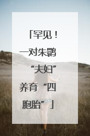罕见！一对朱鹮“夫妇”养育“四胞胎”