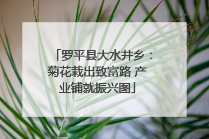 罗平县大水井乡：菊花栽出致富路 产业铺就振兴图