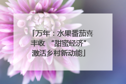 万年：水果番茄喜丰收 “甜蜜经济”激活乡村新动能
