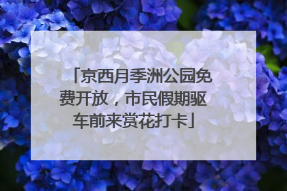 京西月季洲公园免费开放，市民假期驱车前来赏花打卡