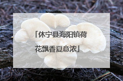 休宁县海阳镇荷花飘香夏意浓