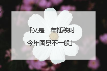 又是一年插秧时 今年图景不一般