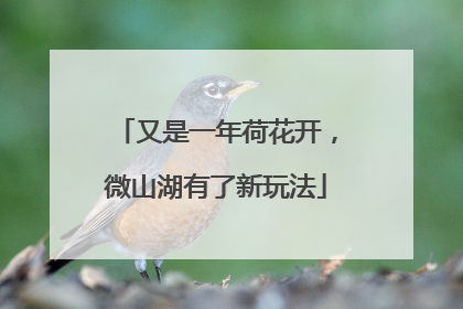 又是一年荷花开，微山湖有了新玩法