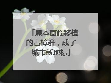 原本面临移植的古樟群，成了城市新地标