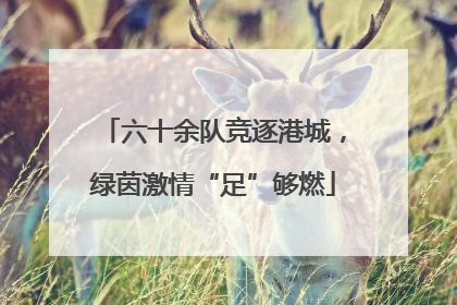六十余队竞逐港城，绿茵激情“足”够燃