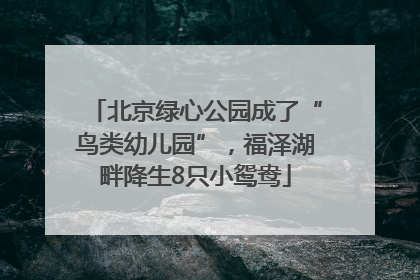 北京绿心公园成了“鸟类幼儿园”，福泽湖畔降生8只小鸳鸯