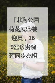 北海公园荷花展盛装迎夏，169盆珍贵碗莲同步亮相