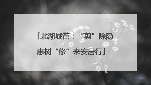 北湖城管：“剪”除隐患树“修”来安居行