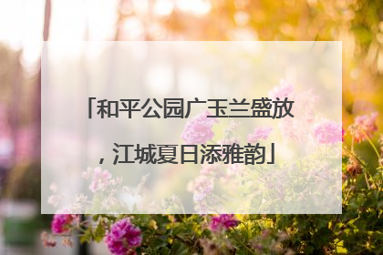 和平公园广玉兰盛放，江城夏日添雅韵