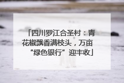 四川罗江合圣村：青花椒飘香满枝头，万亩“绿色银行”迎丰收