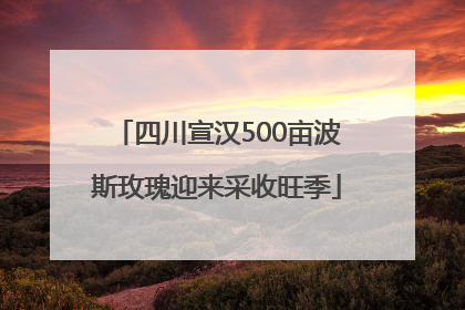 四川宣汉500亩波斯玫瑰迎来采收旺季