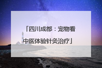 四川成都：宠物看中医体验针灸治疗