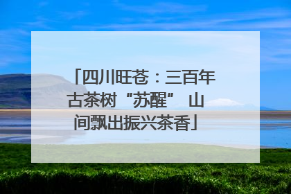 四川旺苍：三百年古茶树“苏醒” 山间飘出振兴茶香