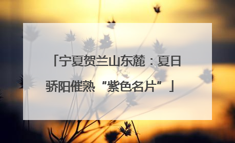 宁夏贺兰山东麓：夏日骄阳催熟“紫色名片”