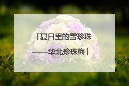 夏日里的雪珍珠——华北珍珠梅