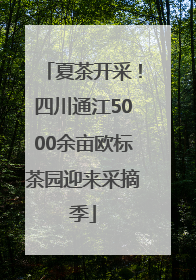 夏茶开采！四川通江5000余亩欧标茶园迎来采摘季