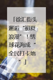 徐汇街头邂逅“初夏浪漫”！绣球花海成“全民打卡地”