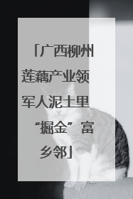 广西柳州莲藕产业领军人泥土里“掘金”富乡邻