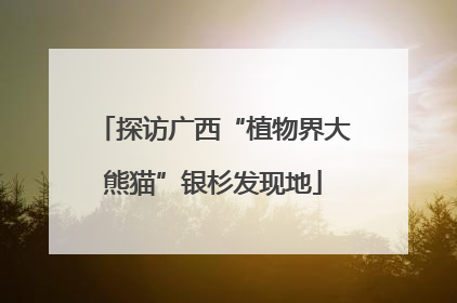 探访广西“植物界大熊猫”银杉发现地