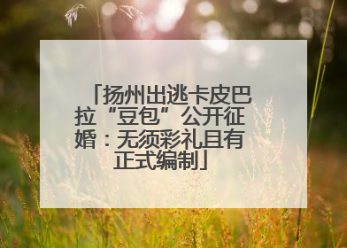 扬州出逃卡皮巴拉“豆包”公开征婚：无须彩礼且有正式编制