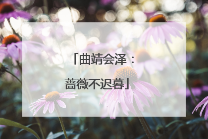 曲靖会泽：蔷薇不迟暮