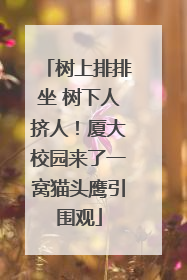 树上排排坐 树下人挤人！厦大校园来了一窝猫头鹰引围观