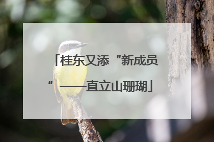 桂东又添“新成员”——直立山珊瑚