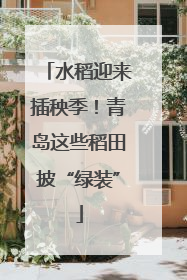 水稻迎来插秧季！青岛这些稻田披“绿装”