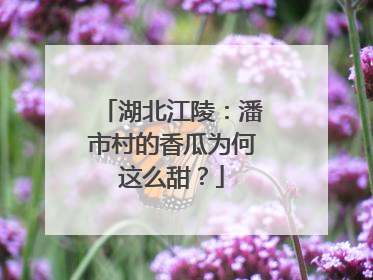 湖北江陵：潘市村的香瓜为何这么甜？