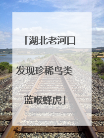 湖北老河口发现珍稀鸟类蓝喉蜂虎
