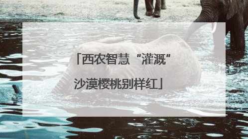 西农智慧“灌溉” 沙漠樱桃别样红