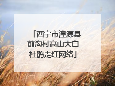 西宁市湟源县前沟村高山大白杜鹃走红网络