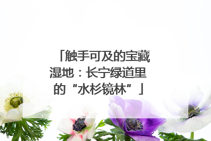 触手可及的宝藏湿地：长宁绿道里的“水杉镜林”