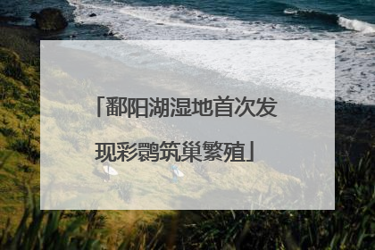 鄱阳湖湿地首次发现彩鹮筑巢繁殖