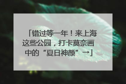 错过等一年！来上海这些公园，打卡莫奈画中的“夏日神颜”→