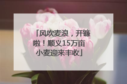 风吹麦浪，开镰啦！顺义15万亩小麦迎来丰收