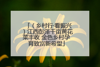 （乡村行·看振兴）江西彭泽千亩黄花菜丰收 金色乡村孕育致富新希望