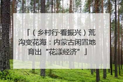 （乡村行·看振兴）荒沟变花海：内蒙古闲置地育出“花漾经济”