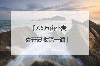 7.5万亩小麦喜开夏收第一镰