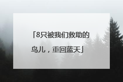8只被我们救助的鸟儿，重回蓝天